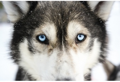 Vieraile huskyfarilla ja husky-ajelulla, 5km