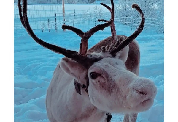 Treffit Tuisku-poron tai Ruskis-pässin kanssa