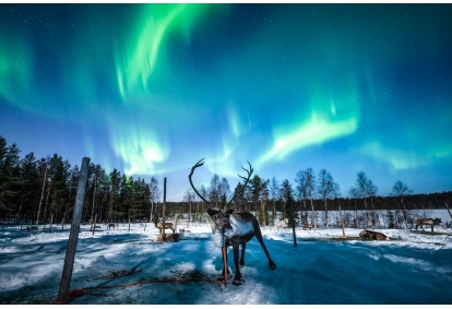 Chasing Auroras by Reindeer Safari